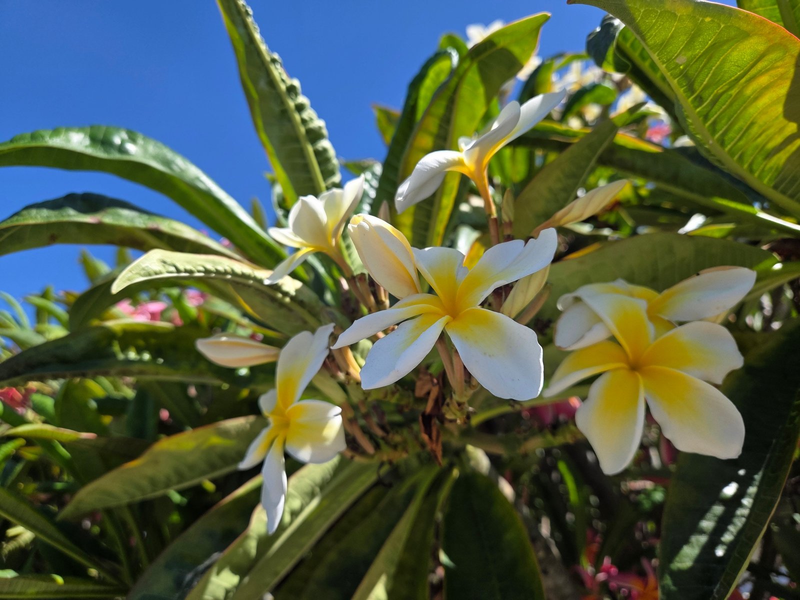 Plumeria cuttings, BYO shears and cut — 3