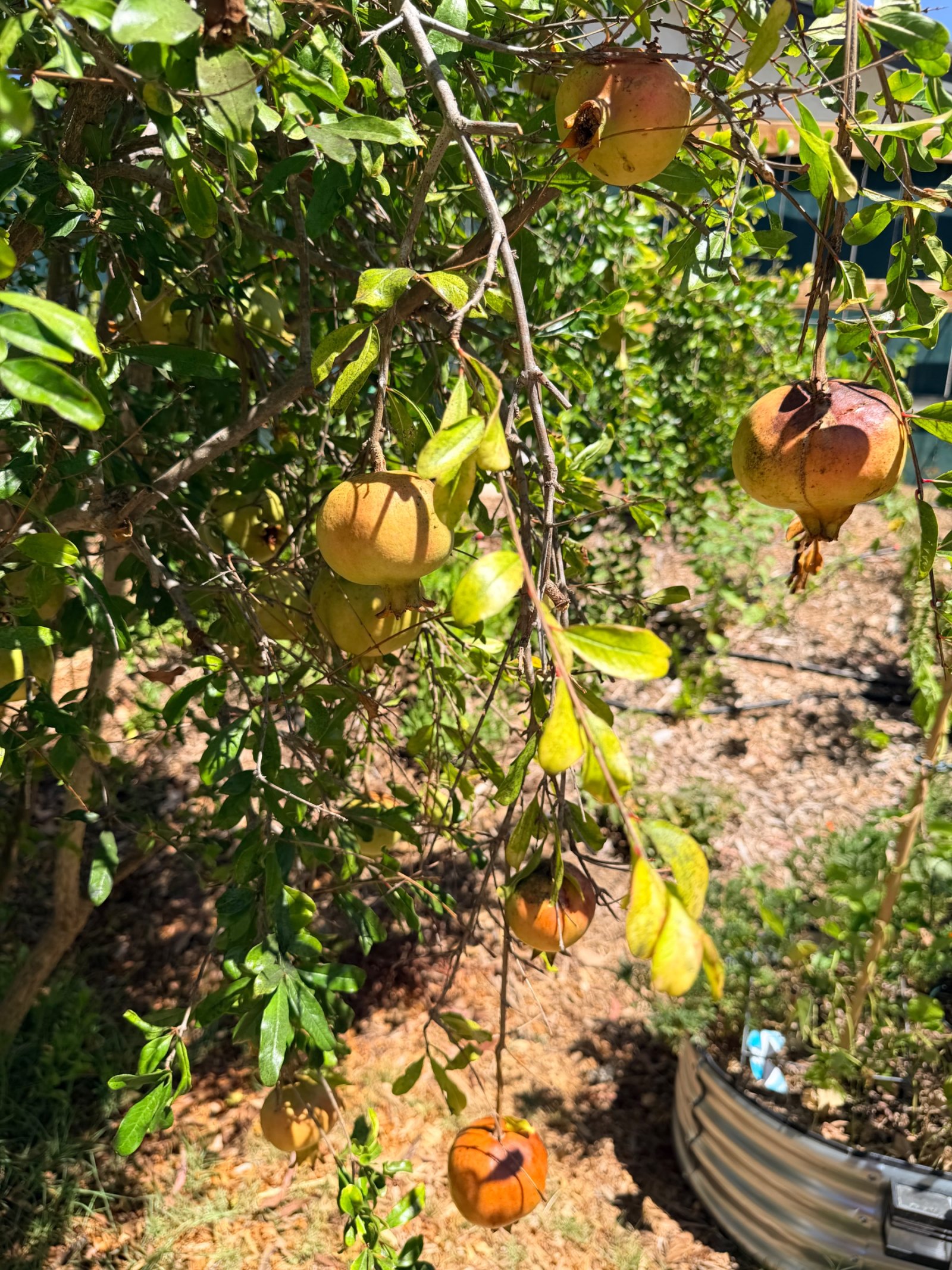 Pomegranates for Trade — 3