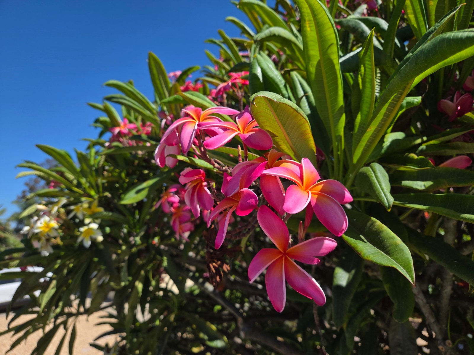 Plumeria cuttings, BYO shears and cut — 2