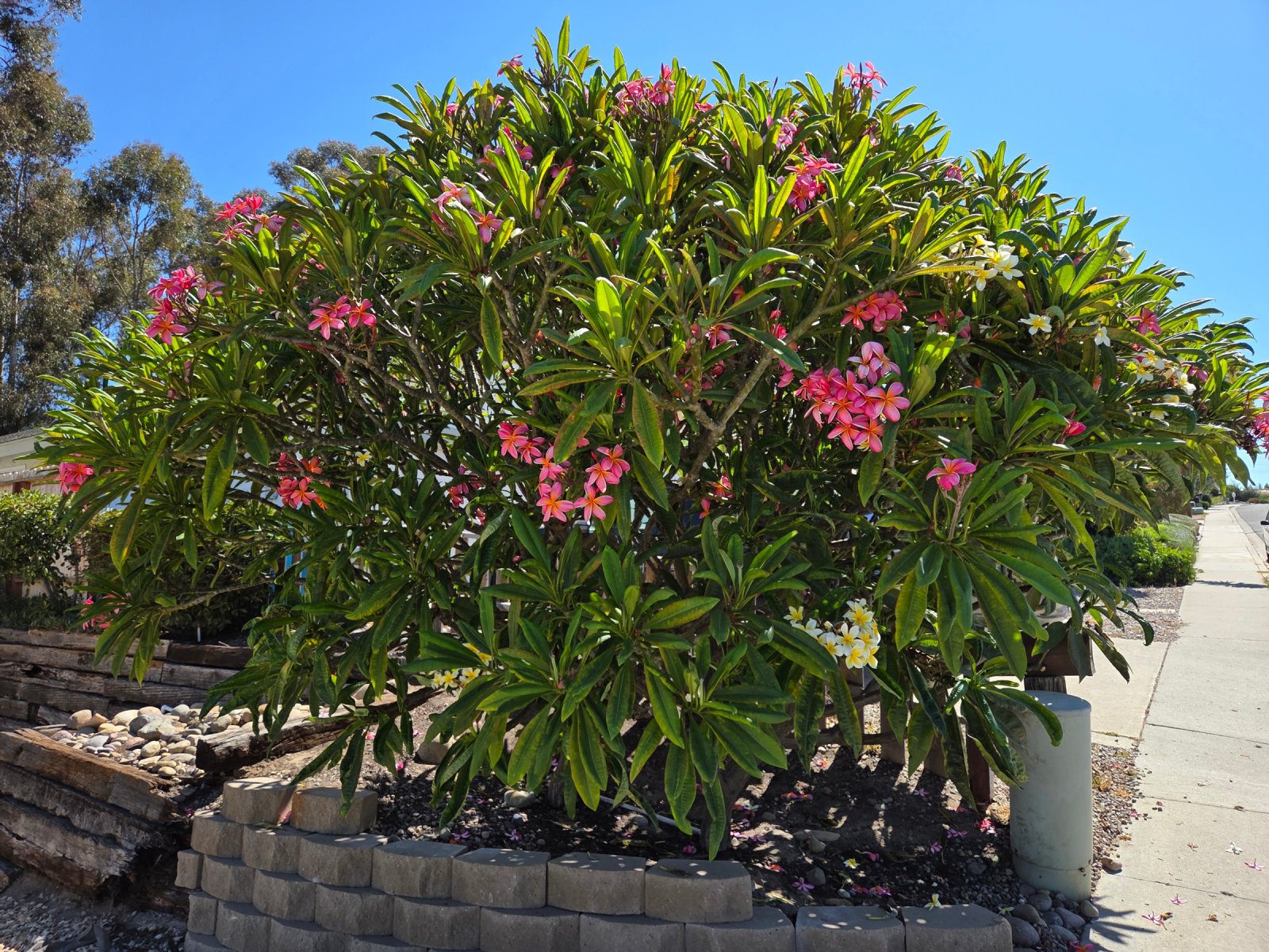 Plumeria cuttings, BYO shears and cut — 4