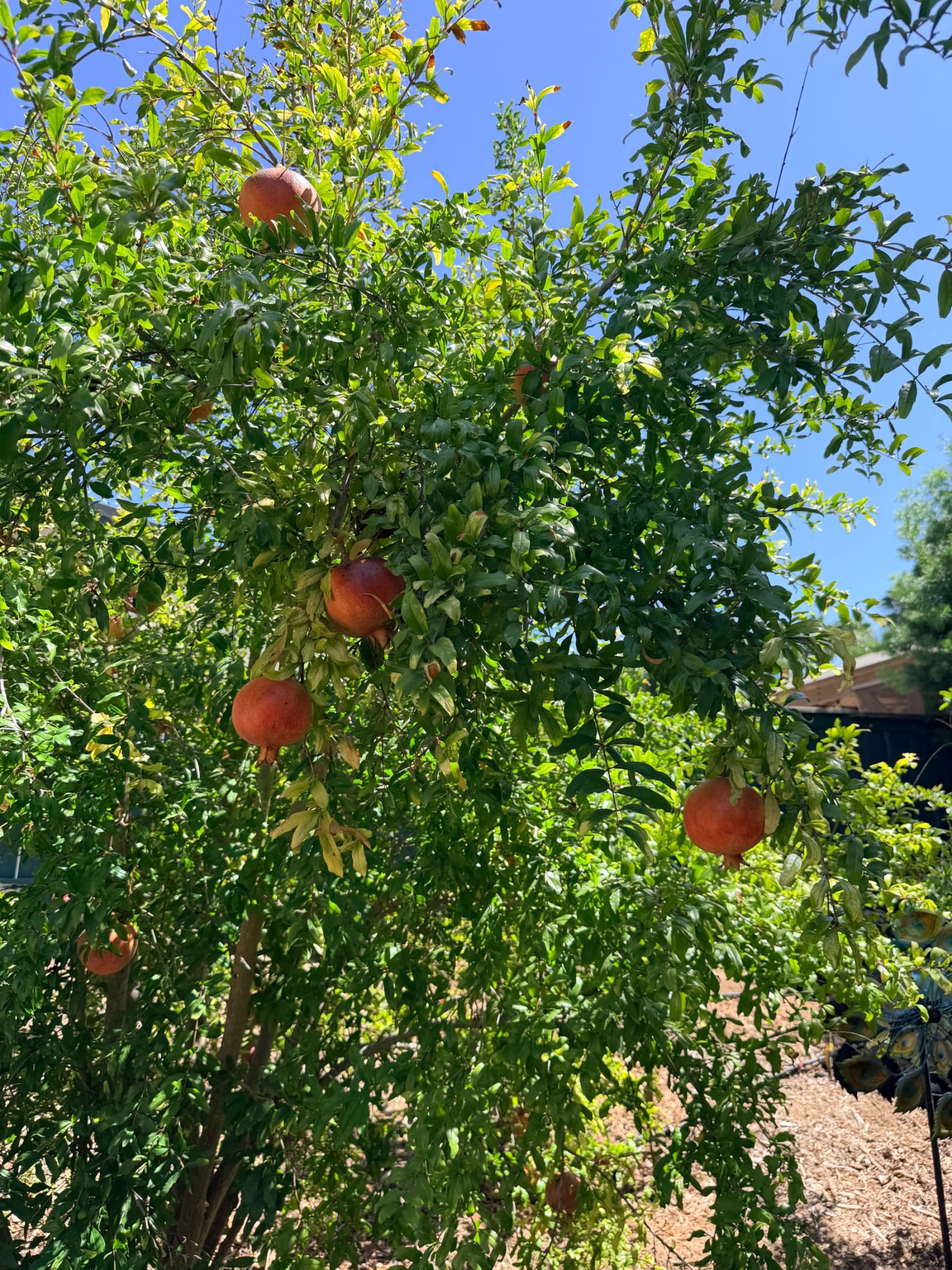 Pomegranates for Trade — 2